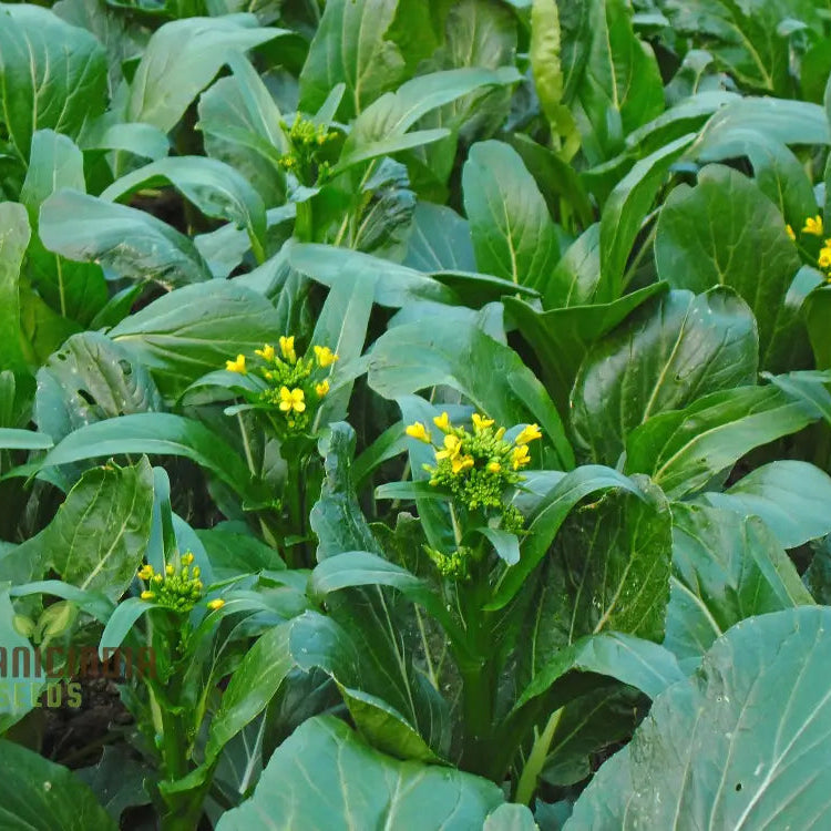 Yu Choy Sum Vegetable Seeds For Planting Early Green: Expert Tips For Growing Nutritious Greens