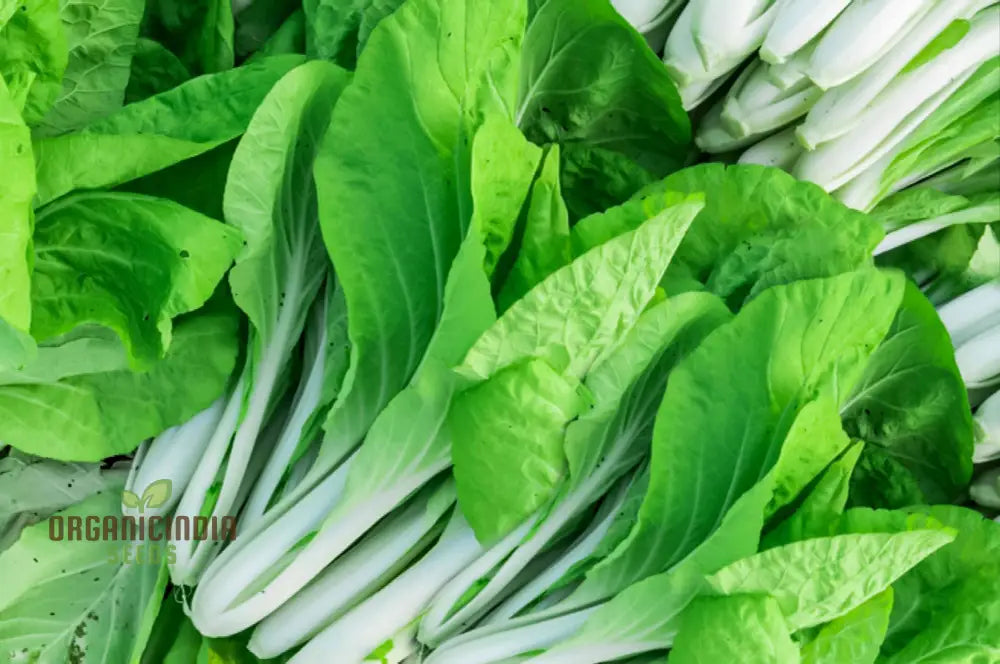 Yu Choy Sum Vegetable Seeds For Planting Early Green: Expert Tips For Growing Nutritious Greens