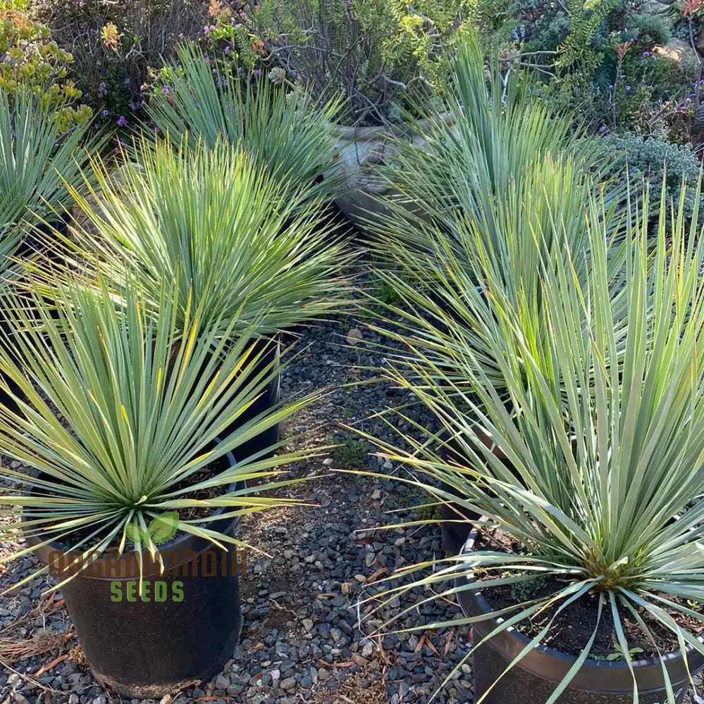 Yucca Rigida Seeds For Planting - Premium Quality Easy To Grow Lengthy And Striking Landscape Accent