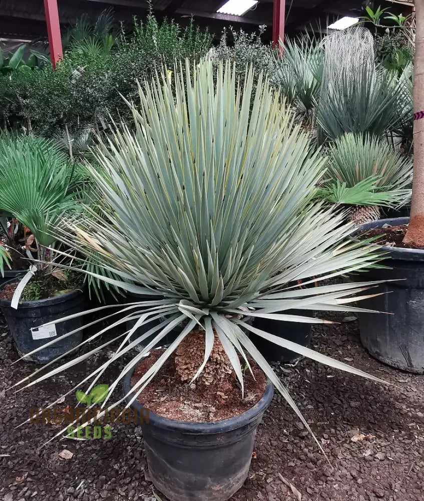 Yucca Rigida Seeds For Planting - Premium Quality Easy To Grow Lengthy And Striking Landscape Accent