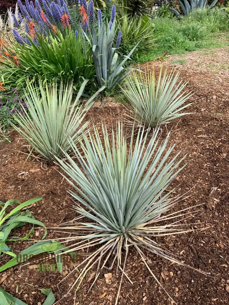 Yucca Rigida Seeds For Planting - Premium Quality Easy To Grow Lengthy And Striking Landscape Accent