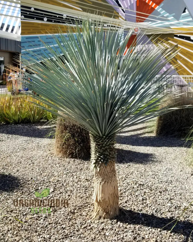 Yucca Rigida Seeds For Planting - Premium Quality Easy To Grow Lengthy And Striking Landscape Accent