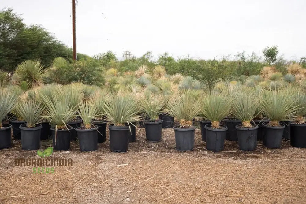 Yucca Rigida Seeds For Planting - Premium Quality Easy To Grow Lengthy And Striking Landscape Accent