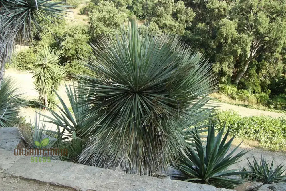 Yucca Rostrata Seeds - Exotic Planting Variety For Stunning Landscapes And Gardens