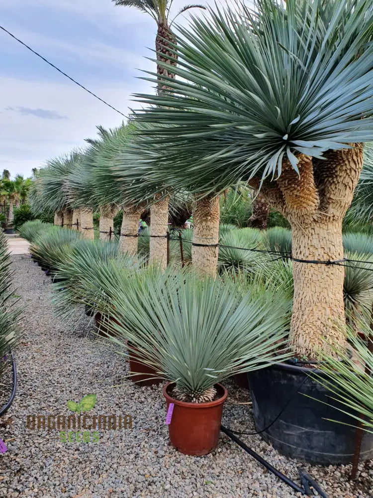 Yucca Rostrata Seeds - Exotic Planting Variety For Stunning Landscapes And Gardens