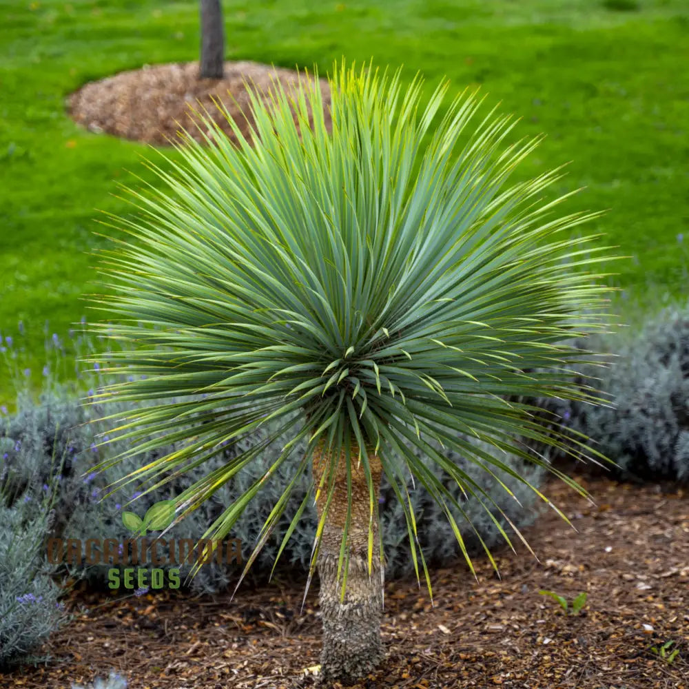 Yucca Rostrata Seeds - Exotic Planting Variety For Stunning Landscapes And Gardens