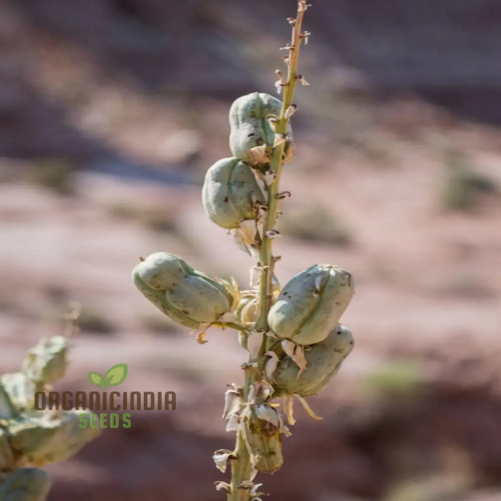 Yucca Tree Seeds Cultivate Majestic Beauty In Your Garden With These Exquisite Planting And