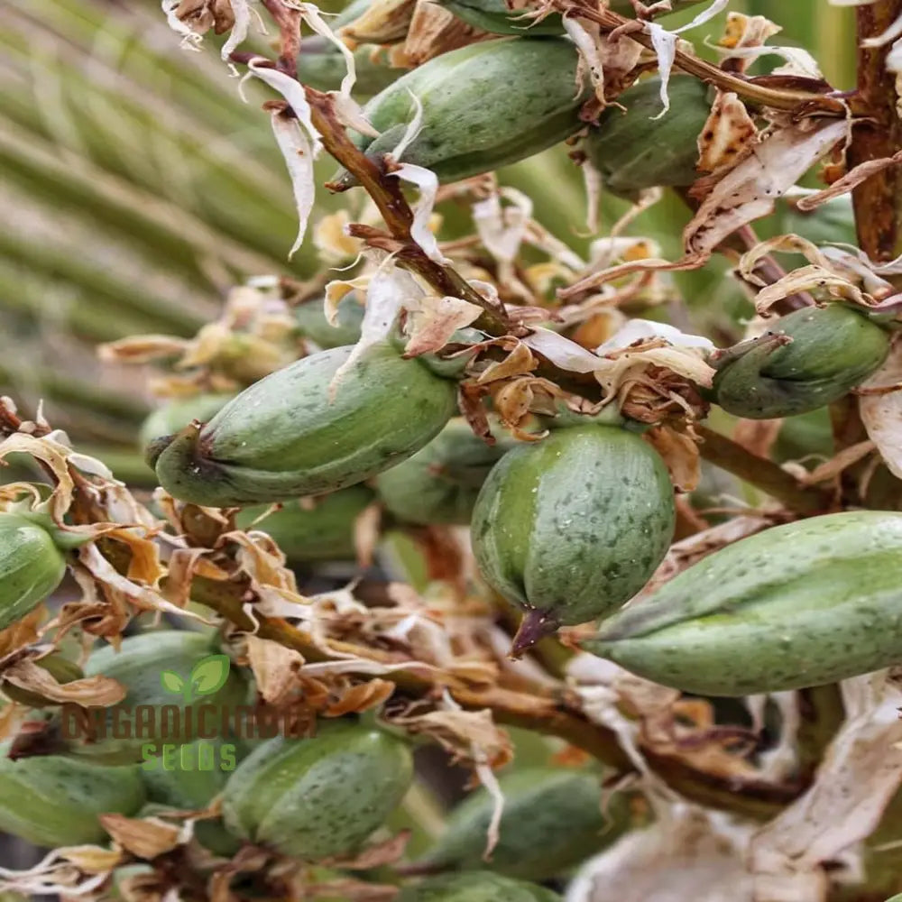 Yucca Tree Seeds Cultivate Majestic Beauty In Your Garden With These Exquisite Planting And