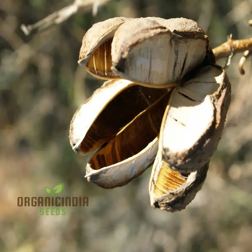 Yucca Tree Seeds Cultivate Majestic Beauty In Your Garden With These Exquisite Planting And