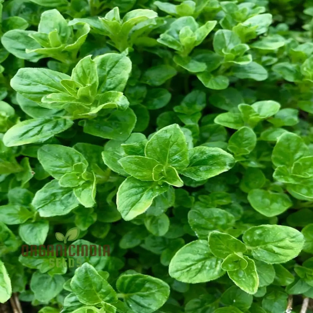 Zaatar Seeds – Elevate Your Gardening Experience With Aromatic Herbs For Culinary Delights Herb