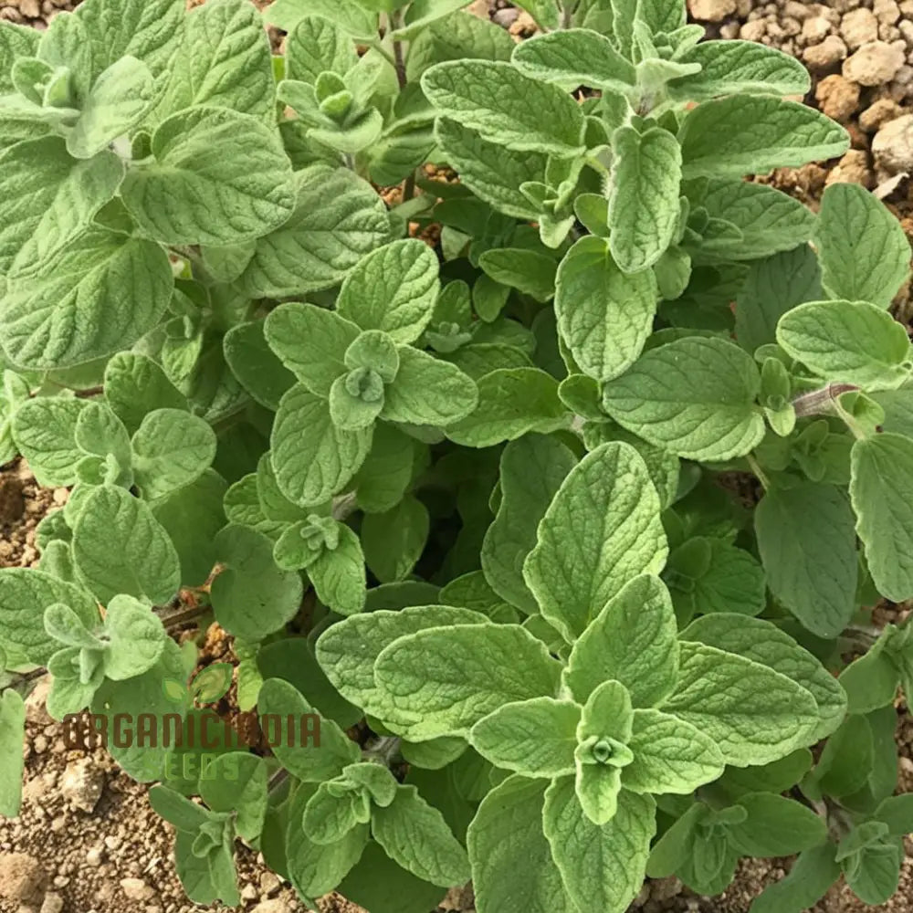 Zaatar Seeds – Elevate Your Gardening Experience With Aromatic Herbs For Culinary Delights Herb