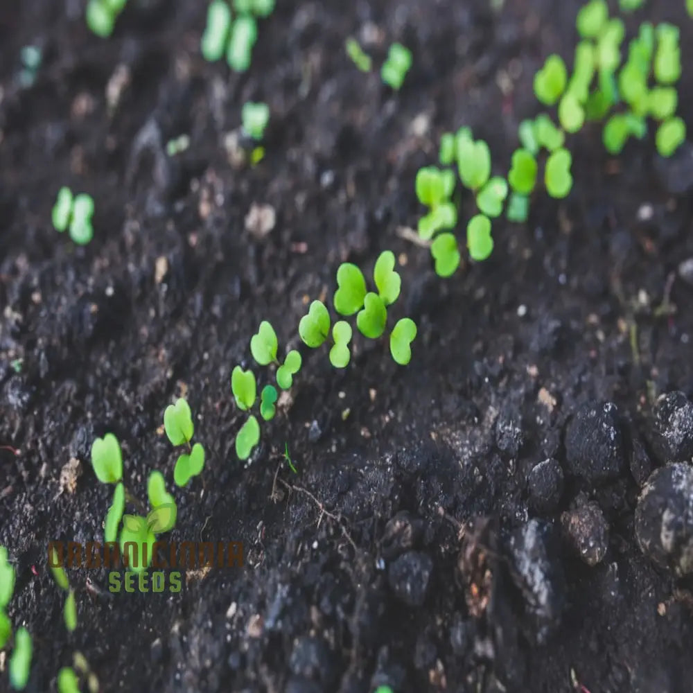 Zaatar Seeds – Elevate Your Gardening Experience With Aromatic Herbs For Culinary Delights Herb