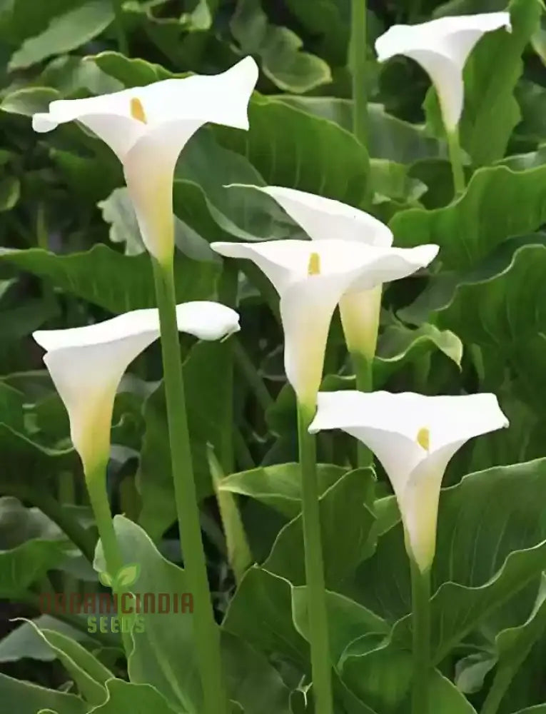 Zantedeschia Aethiopica Seeds - Premium Quality For Planting In Your Garden