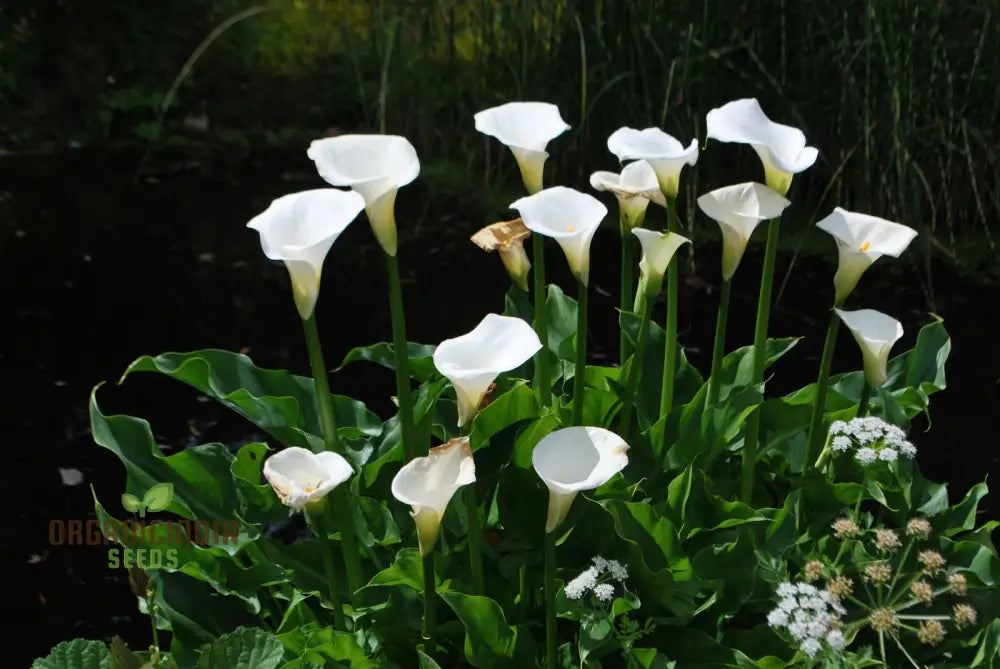 Zantedeschia Aethiopica Seeds - Premium Quality For Planting In Your Garden