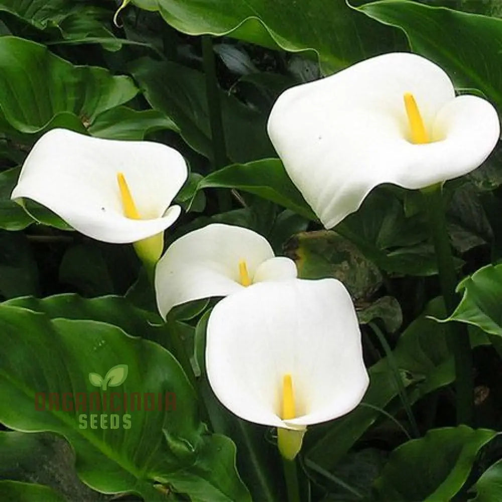 Zantedeschia Aethiopica Seeds - Premium Quality For Planting In Your Garden