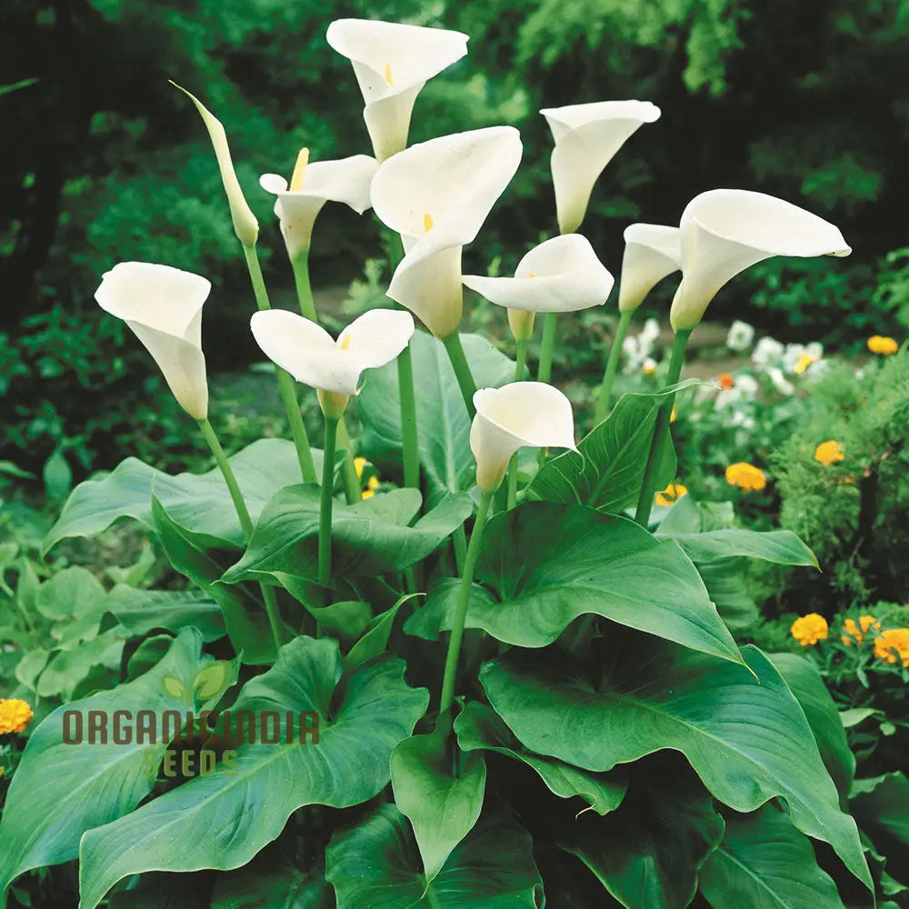 Zantedeschia Aethiopica Seeds - Premium Quality For Planting In Your Garden