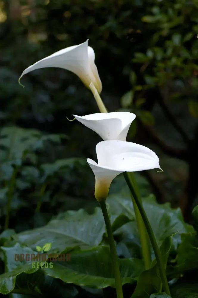 Zantedeschia Aethiopica Seeds - Premium Quality For Planting In Your Garden