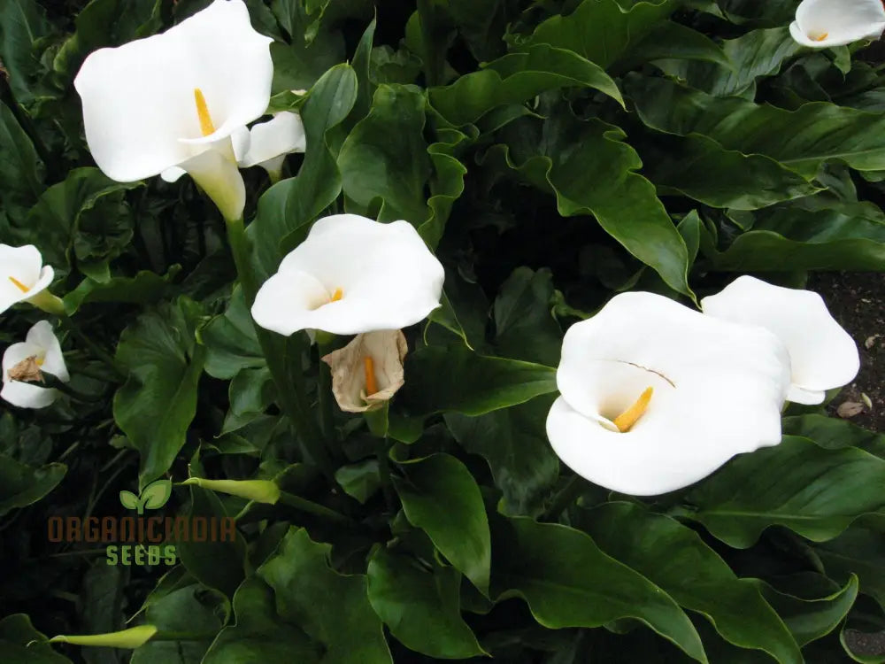 Zantedeschia Aethiopica Seeds - Premium Quality For Planting In Your Garden