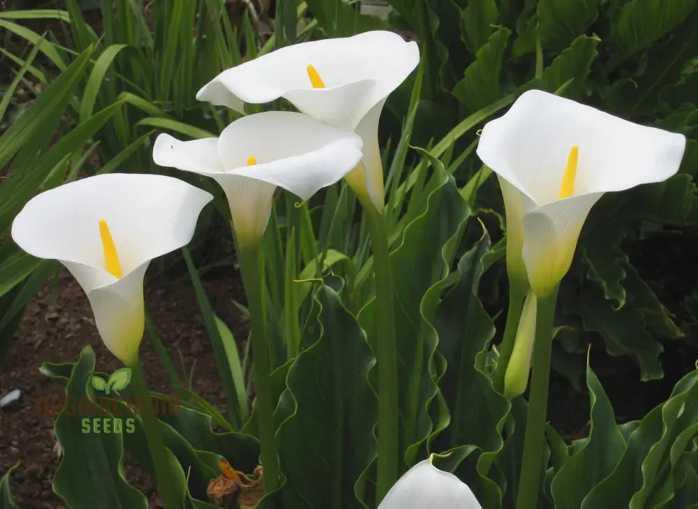 Zantedeschia Aethiopica Seeds - Premium Quality For Planting In Your Garden