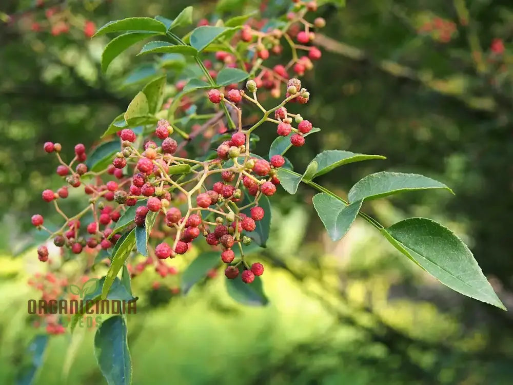 Zanthoxylum Simulans Seeds For Planting - Organic Gardening Essential