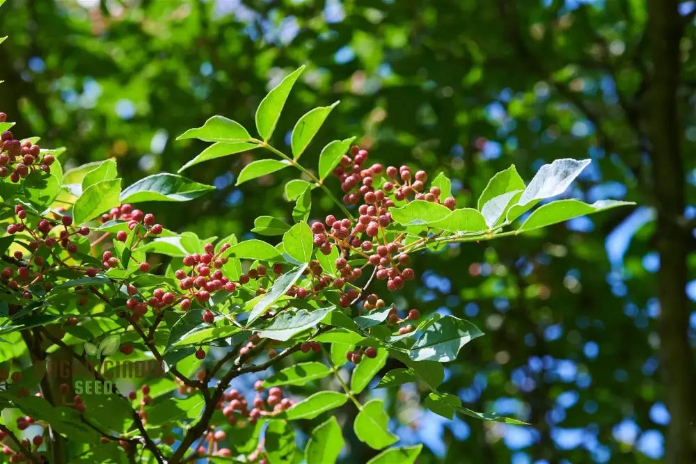 Zanthoxylum Simulans Seeds For Planting - Organic Gardening Essential