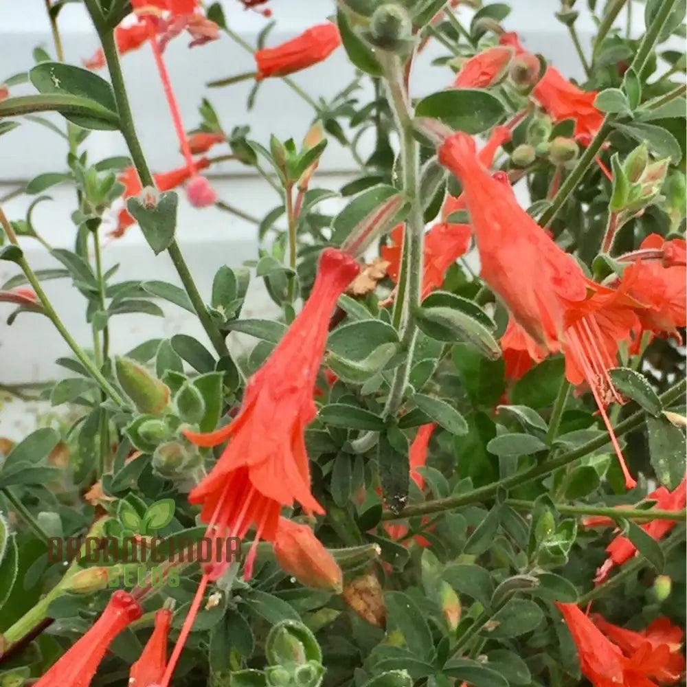 Zauschneria Californica Glasnevin Seeds - Vibrant Red Flowers For Your Garden’