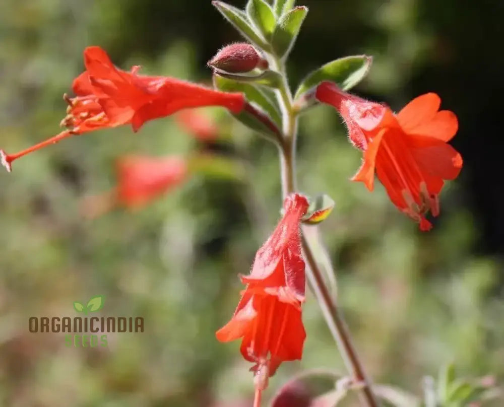 Zauschneria Californica Glasnevin Seeds - Vibrant Red Flowers For Your Garden’