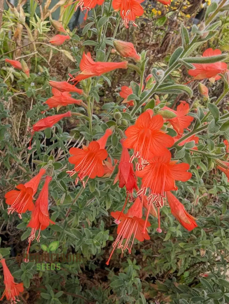 Zauschneria Californica Glasnevin Seeds - Vibrant Red Flowers For Your Garden’