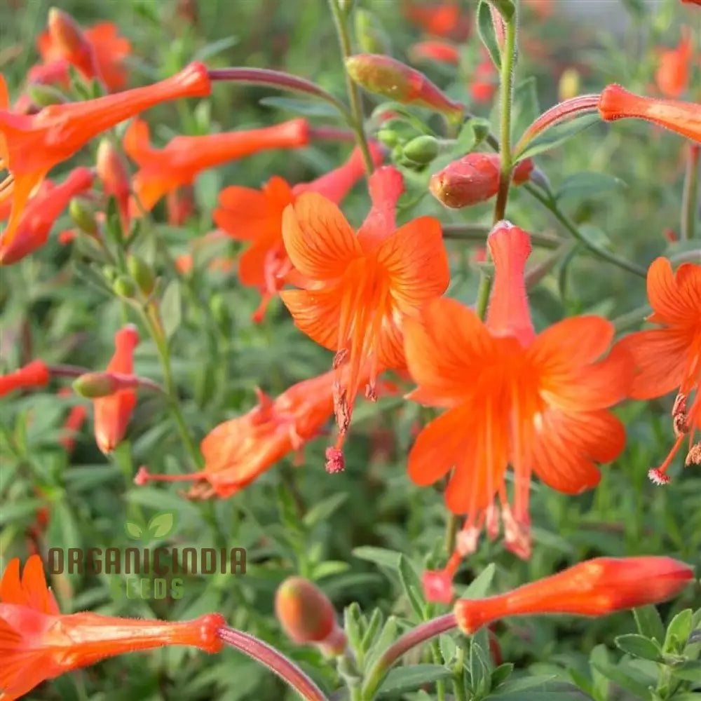 Zauschneria Californica Glasnevin Seeds - Vibrant Red Flowers For Your Garden’