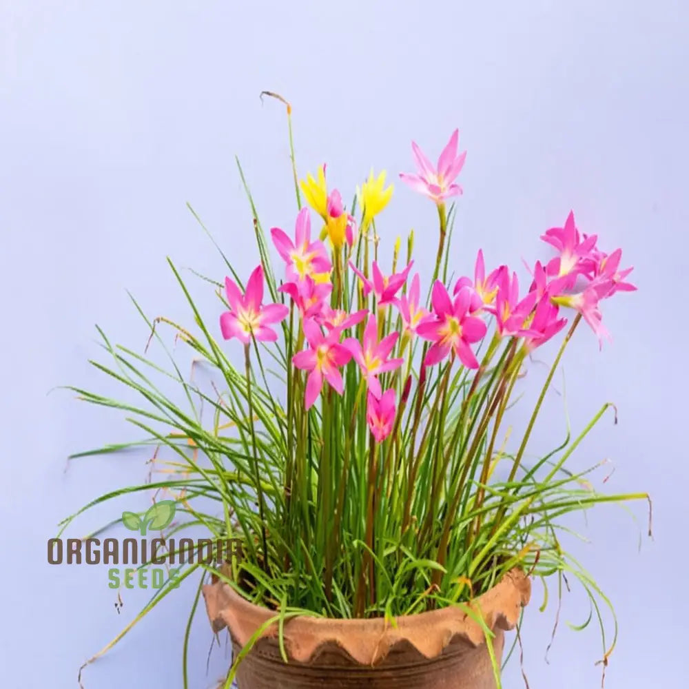 Zephyranthes Flower Bulb Outdoor Summer Garden Perennial Rain Lily Bulbs (3 For Planting)