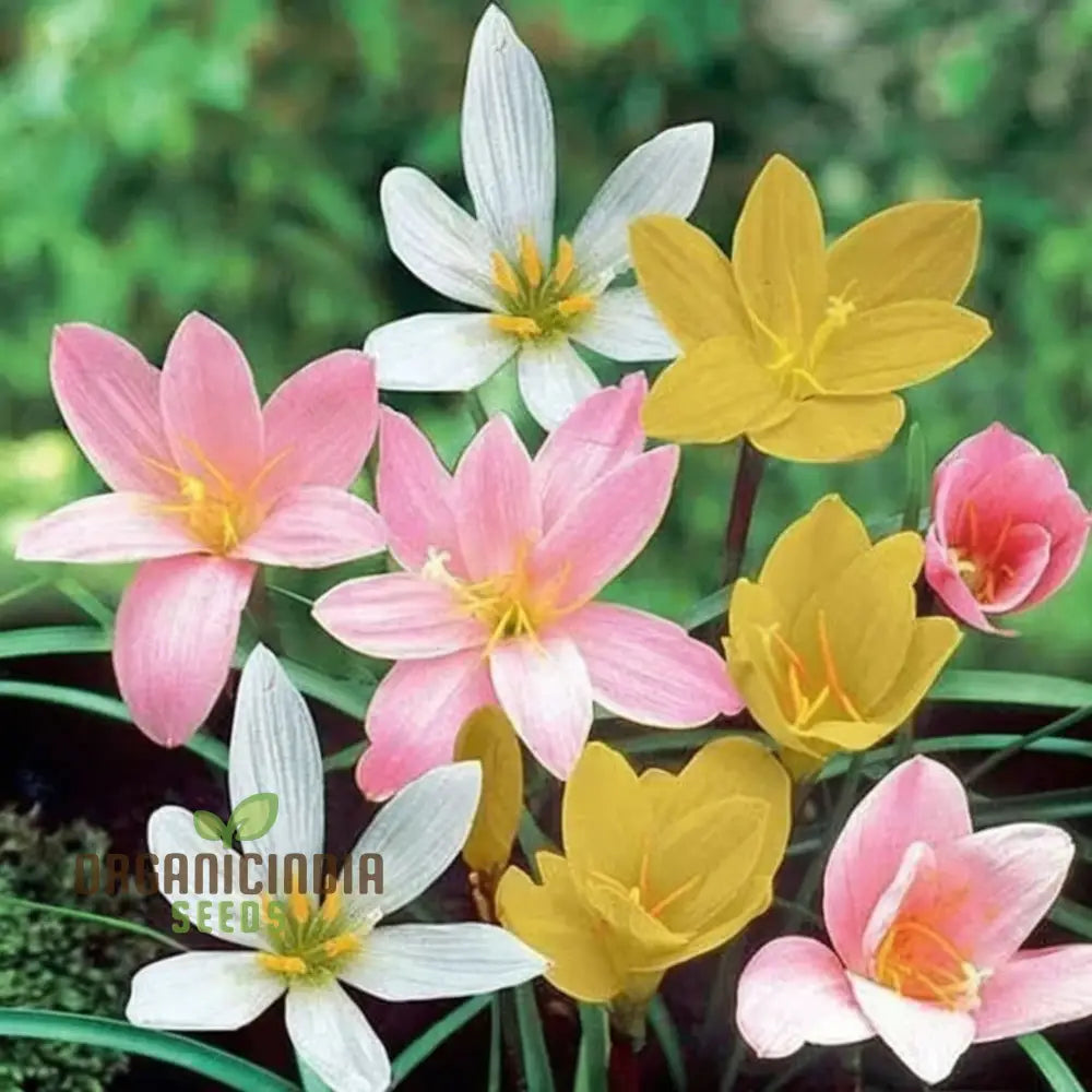 Zephyranthes Flower Bulb Outdoor Summer Garden Perennial Rain Lily Bulbs (3 For Planting)