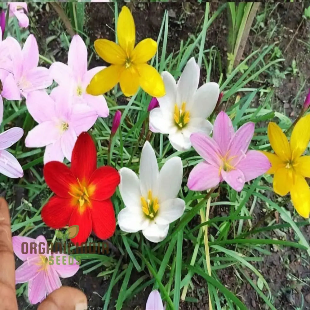 Zephyranthes Flower Bulb Outdoor Summer Garden Perennial Rain Lily Bulbs (3 For Planting)