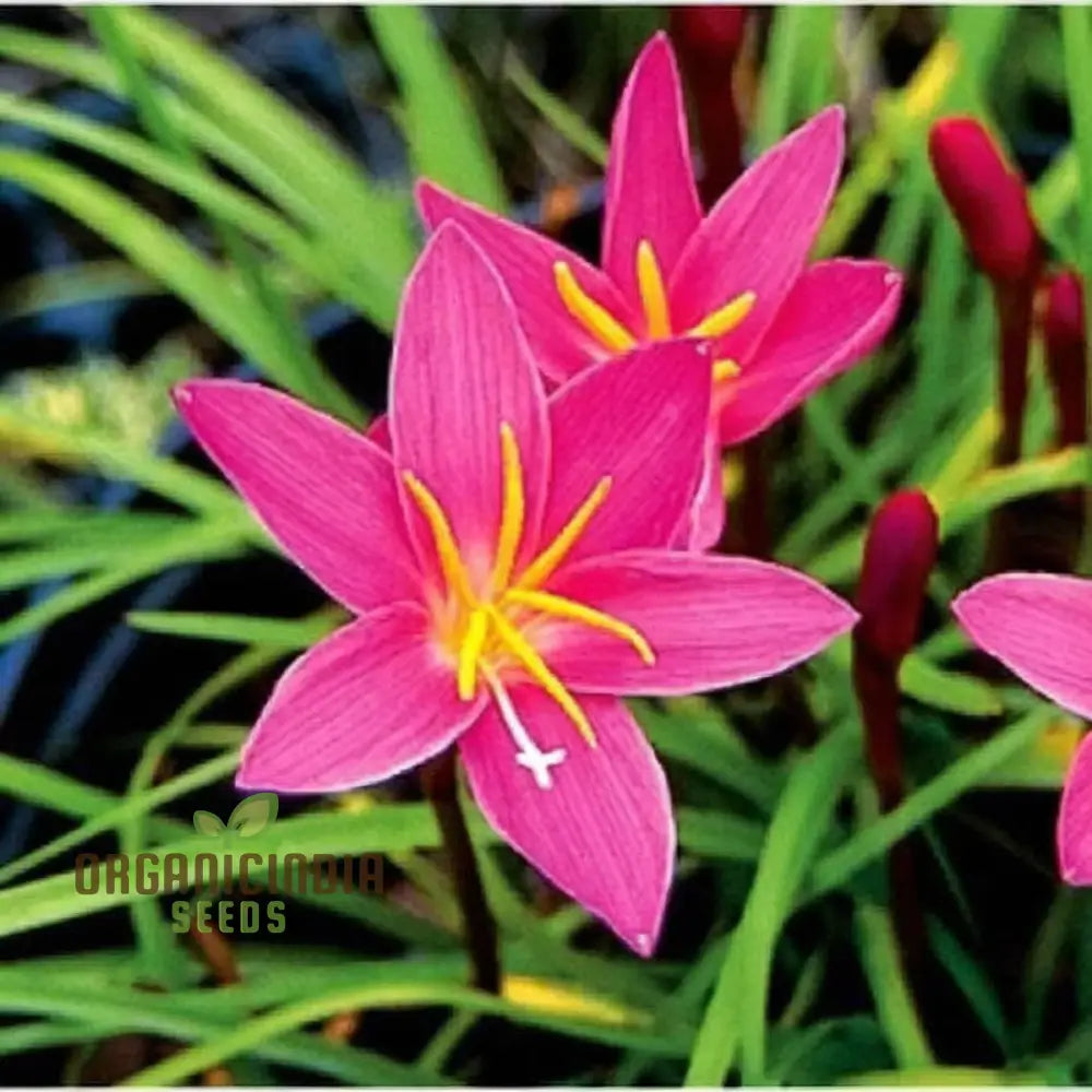 Zephyranthes Flower Bulb Outdoor Summer Garden Perennial Rain Lily Bulbs (3 For Planting)