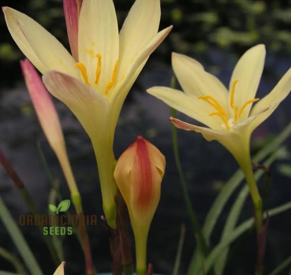 Zephyranthes Primulina Seeds - Exquisite Rain Lily For Your Garden Blooms