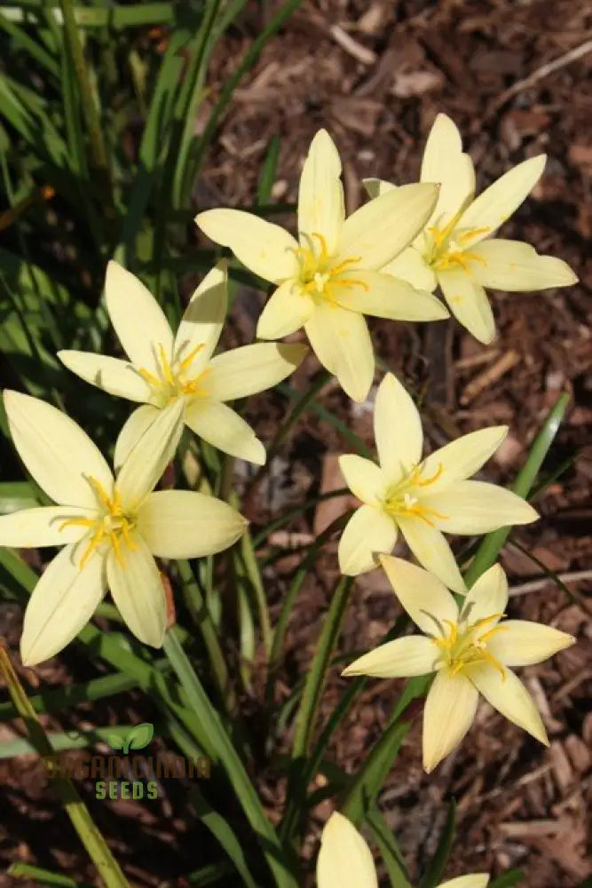 Zephyranthes Primulina Seeds - Exquisite Rain Lily For Your Garden Blooms