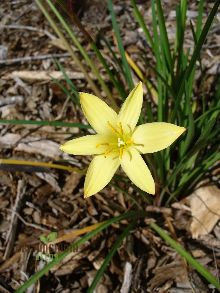 Zephyranthes Primulina Seeds - Exquisite Rain Lily For Your Garden Blooms