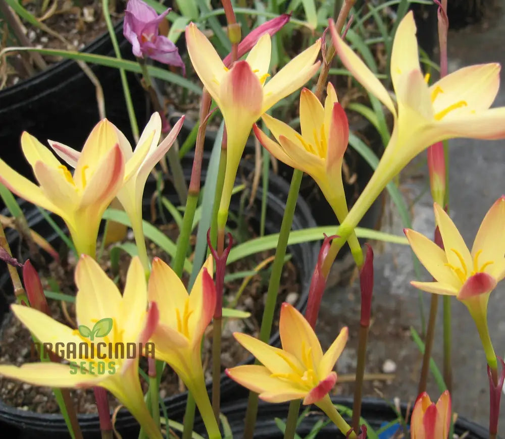 Zephyranthes Primulina Seeds - Exquisite Rain Lily For Your Garden Blooms