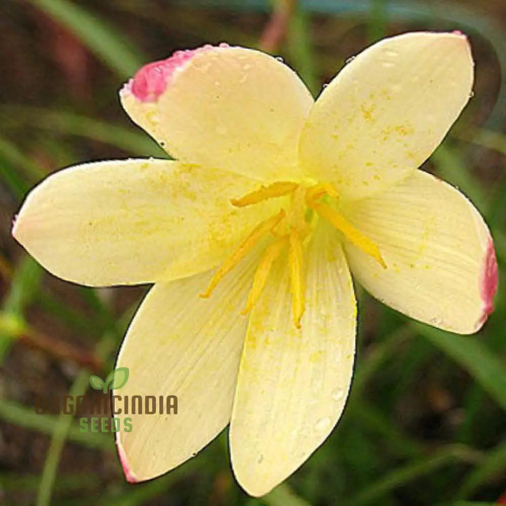 Zephyranthes Primulina Seeds - Exquisite Rain Lily For Your Garden Blooms