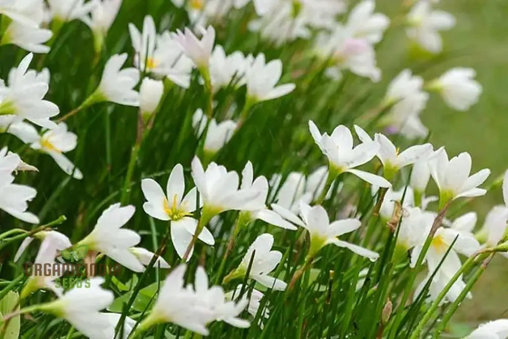 Zephyranthes White Flower Seeds For Planting Elegant Rain Lilies For Your Garden