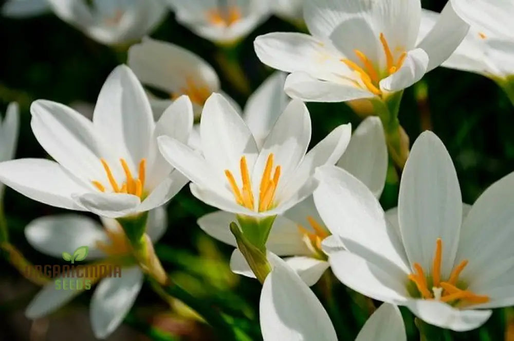 Zephyranthes White Flower Seeds For Planting Elegant Rain Lilies For Your Garden