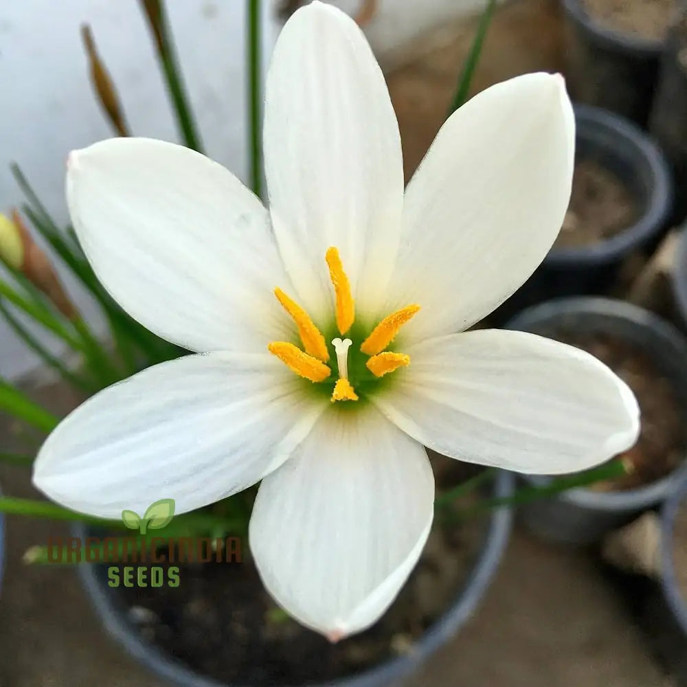 Zephyranthes White Flower Seeds For Planting Elegant Rain Lilies For Your Garden