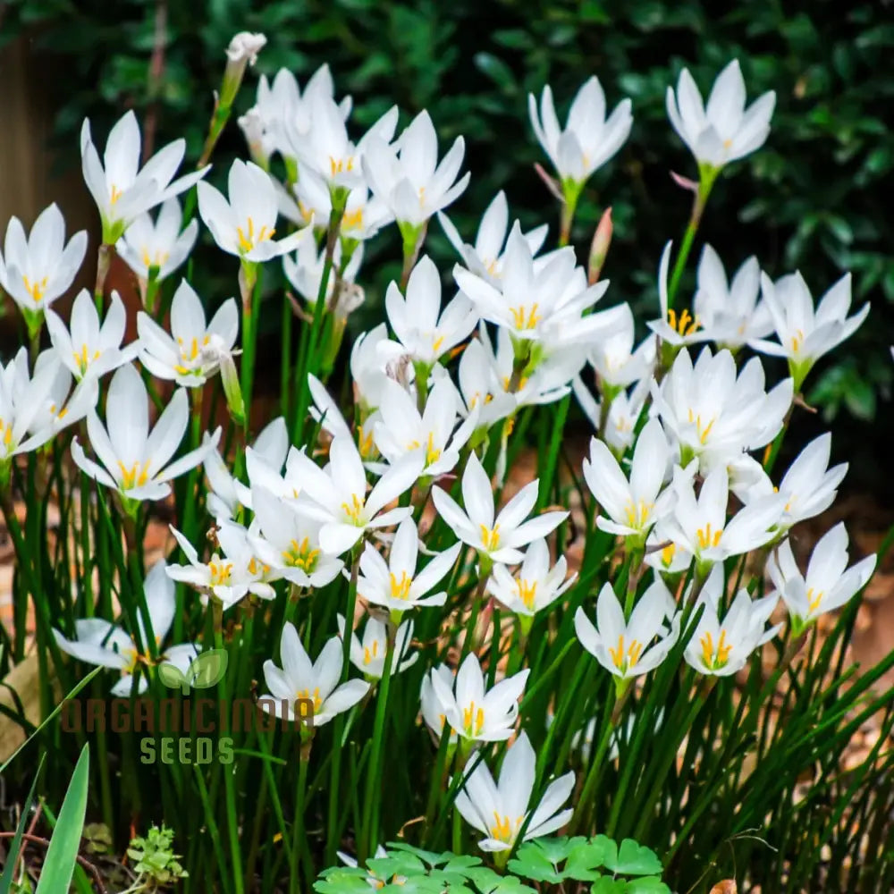 Zephyranthes White Flower Seeds For Planting Elegant Rain Lilies For Your Garden