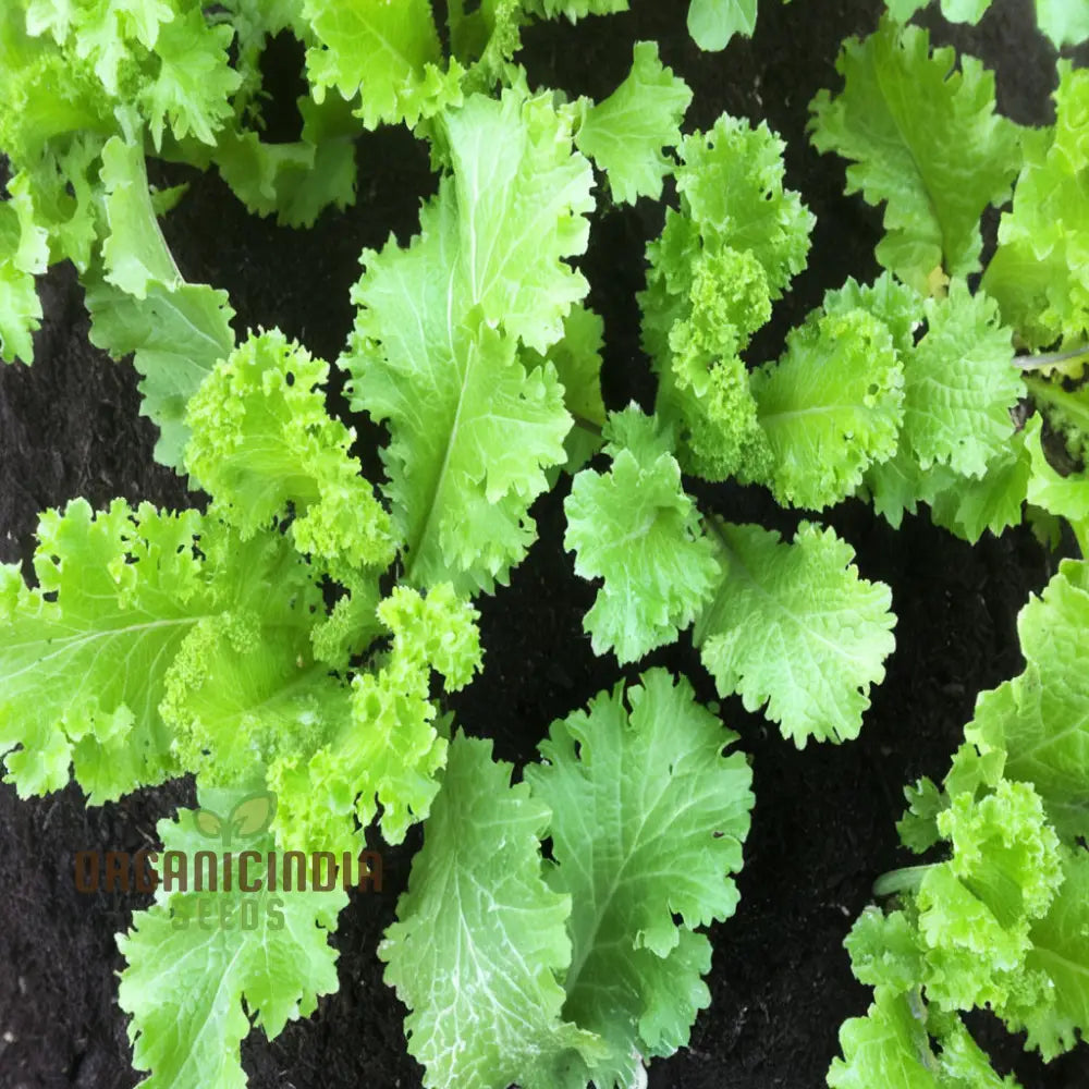 Zesty Brassica Bounty Juncea Vegetable Seeds For Home Gardening Delight Leafy Greens