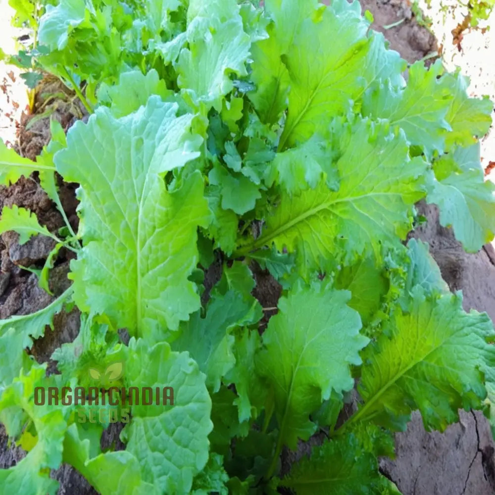 Zesty Brassica Bounty Juncea Vegetable Seeds For Home Gardening Delight Leafy Greens