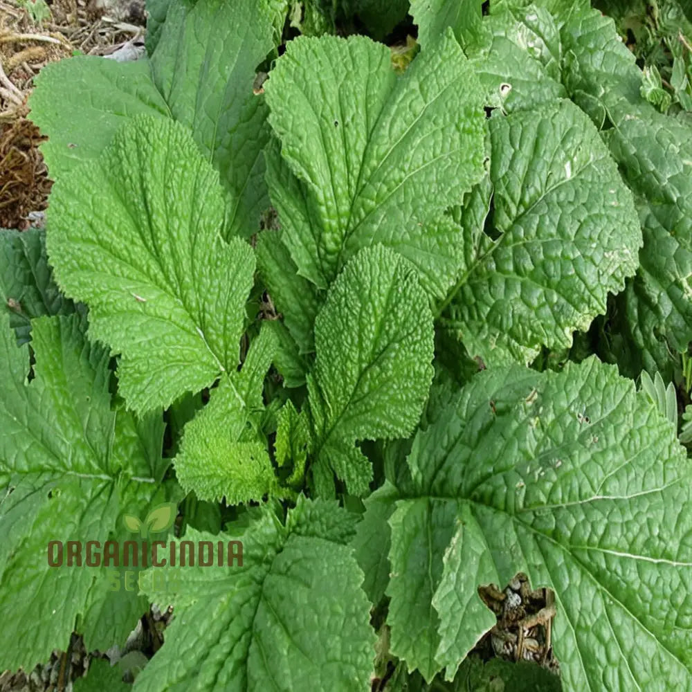 Zesty Brassica Bounty Juncea Vegetable Seeds For Home Gardening Delight Leafy Greens