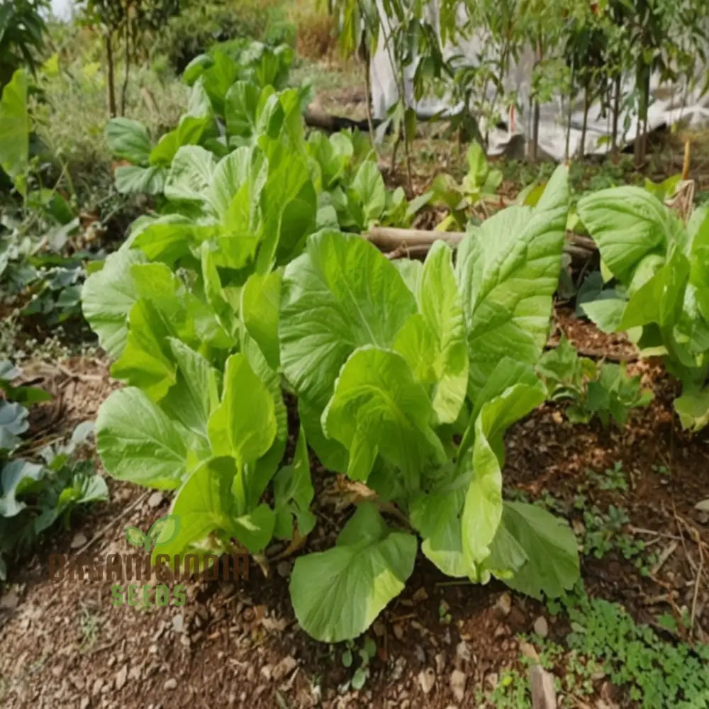 Zesty Brassica Bounty Juncea Vegetable Seeds For Home Gardening Delight Leafy Greens