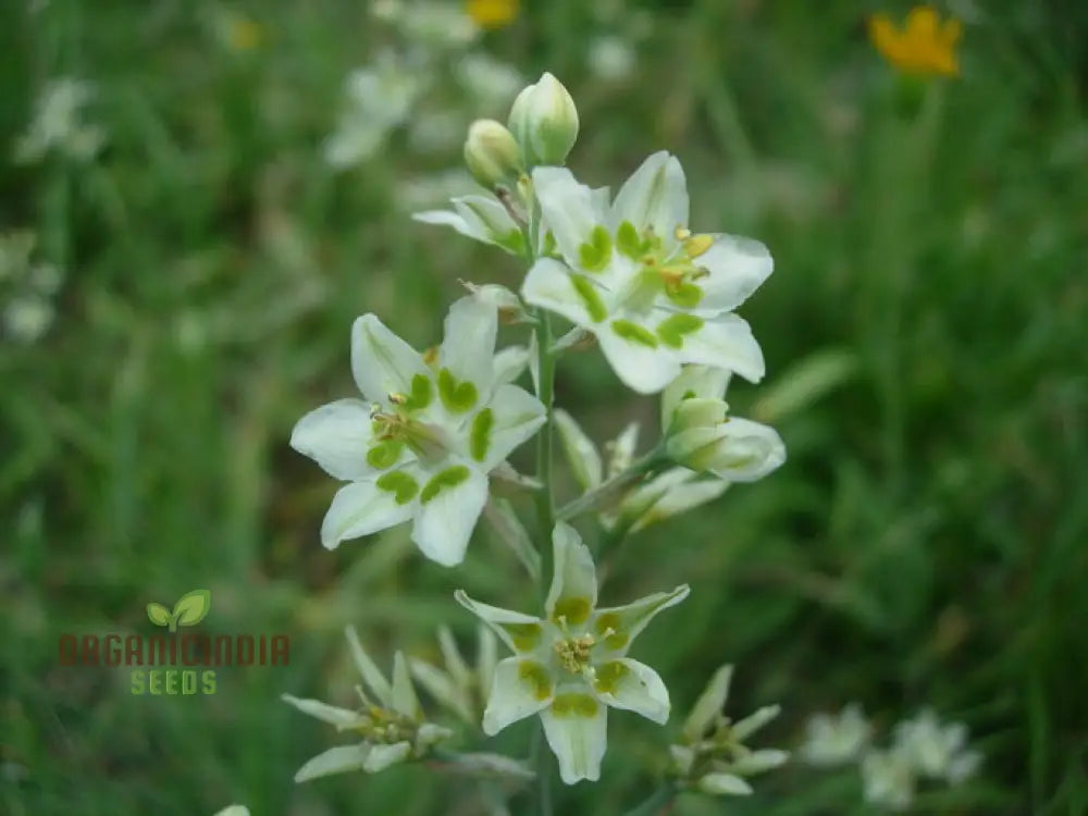 Zigadenus Elegans Seeds For Planting - Premium Quality Easy To Grow And Perfect Your Garden