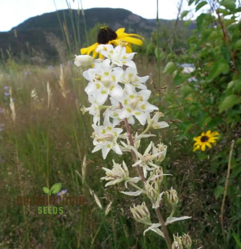 Zigadenus Elegans Seeds For Planting - Premium Quality Easy To Grow And Perfect Your Garden