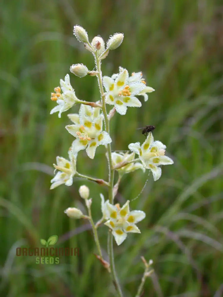 Zigadenus Elegans Seeds For Planting - Premium Quality Easy To Grow And Perfect Your Garden