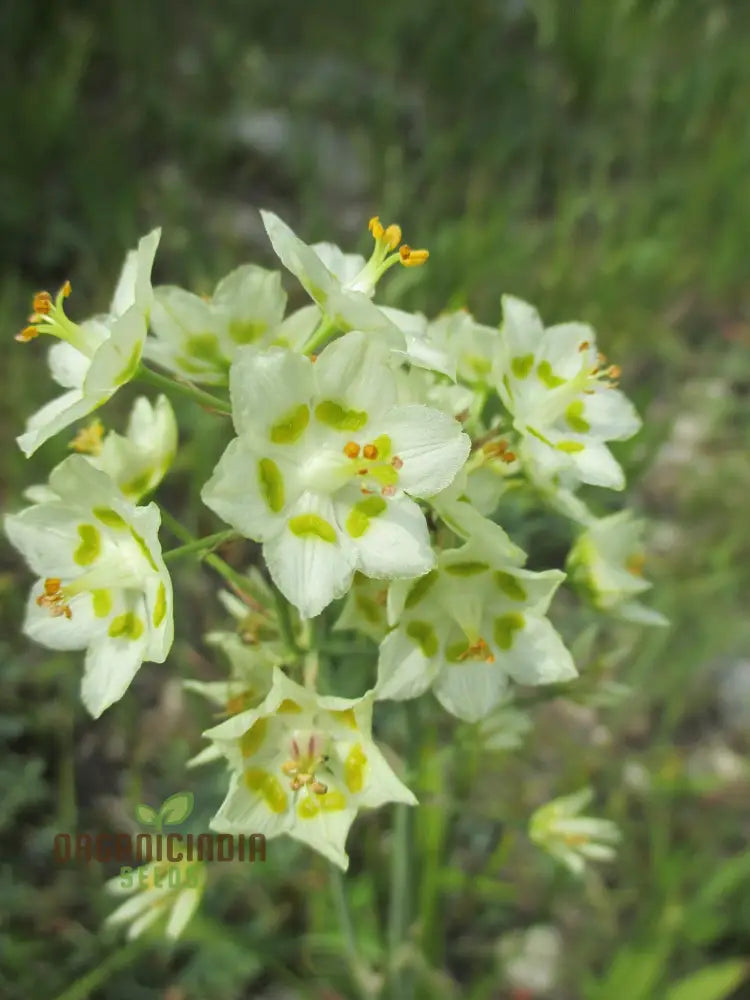 Zigadenus Elegans Seeds For Planting - Premium Quality Easy To Grow And Perfect Your Garden